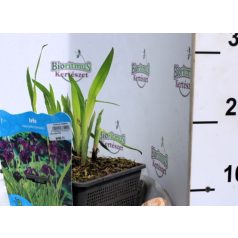   Japán nőszirom (sötétlila) Iris kaempferi (ensata) (sötét lila) P18
