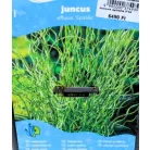 Spirális szittyó Juncus sprialis P18