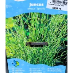 Spirális szittyó Juncus sprialis P18
