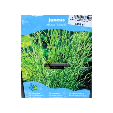 Spirális szittyó Juncus sprialis P18