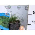 Spirális szittyó Juncus sprialis P18