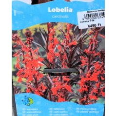 Bíboros lobélia Lobelia cardinalis P18