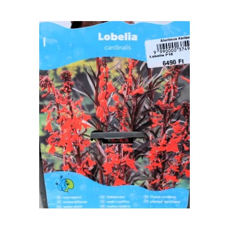 Bíboros lobélia Lobelia cardinalis P18