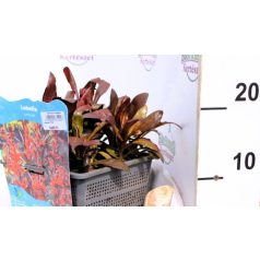 Bíboros lobélia Lobelia cardinalis P18