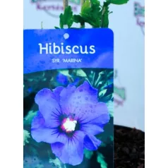 Hibiszkusz Hibiscus Syr.Marina C3