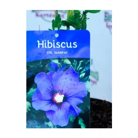 Hibiszkusz Hibiscus Syr.Marina C3
