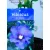 Hibiszkusz Hibiscus Syr.Marina C3