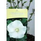 Hibiszkusz Hibiscus Syr.Wr.Smith C3
