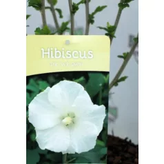 Hibiszkusz Hibiscus Syr.Wr.Smith C3