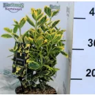 Japán kecskerágó, sárga-tarka levelű Euonymus Marieke P15
