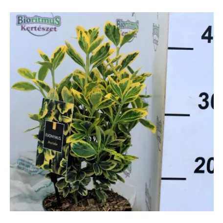 Japán kecskerágó, sárga-tarka levelű Euonymus Marieke P15