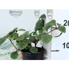 Kakassarkantyú Plectranthus Nikki KER