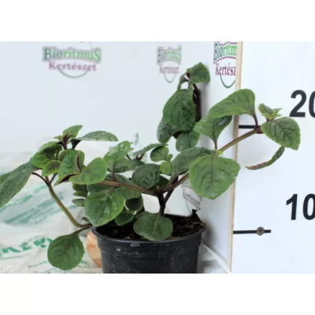 Kakassarkantyú Plectranthus Nikki KER