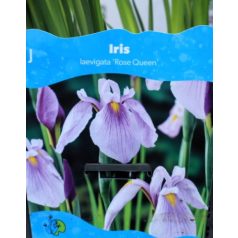 Mocsári nőszirom Iris Rose Queen P18