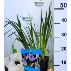 Mocsári nőszirom Iris Rose Queen P18