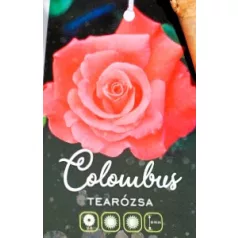 Colombus tearózsa magastörzsű 8lk