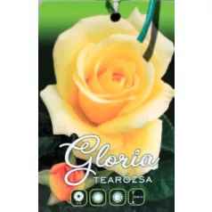 Gloria tearózsa magastörzsű 8lk