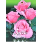 Lucia tearózsa magastörzsű 8lk
