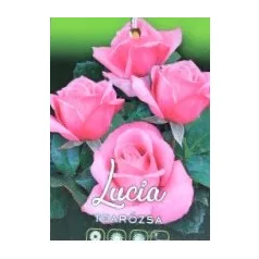 Lucia tearózsa magastörzsű 8lk