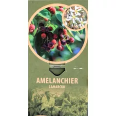 Amelanchier lamarckii C5