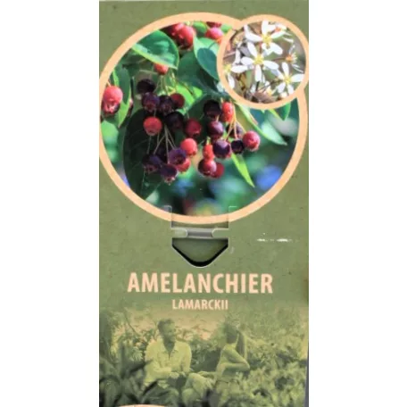 Amelanchier lamarckii C5