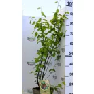 Amelanchier lamarckii C5