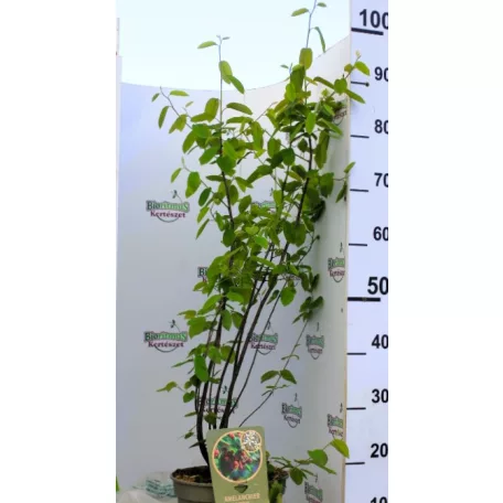 Amelanchier lamarckii C5