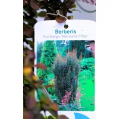   Oszlopos japán borbolya Berberis thunbergii Helmond Pillar C3