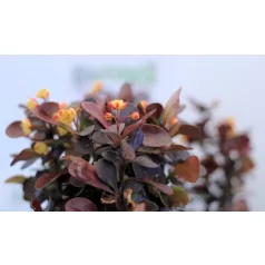   Oszlopos japán borbolya Berberis thunbergii Helmond Pillar C3
