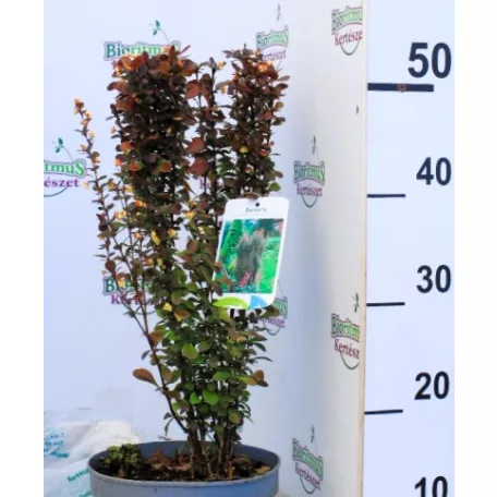 Oszlopos japán borbolya Berberis thunbergii Helmond Pillar C3