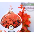 Japán borbolya Berberis thunb. Orange Ice P17