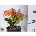 Japán borbolya Berberis thunb. Orange Ice P17