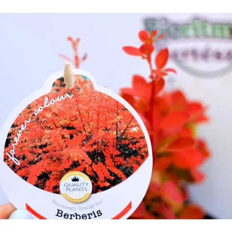 Japán borbolya Berberis thunb. Orange Ice P17