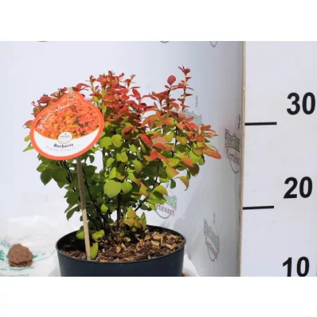 Japán borbolya Berberis thunb. Orange Ice P17