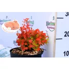 Japán borbolya Berberis thunb. Orange Ice P17