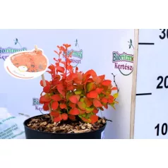 Japán borbolya Berberis thunb. Orange Ice P17