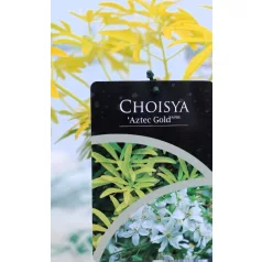 Mexikói narancsvirág Choisya Aztec Gold P17