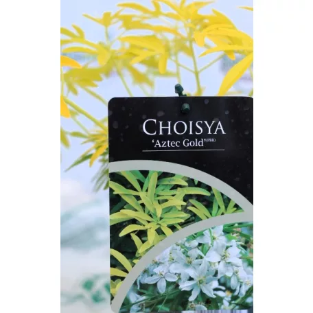 Mexikói narancsvirág Choisya Aztec Gold P17