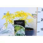 Mexikói narancsvirág Choisya Aztec Gold P17