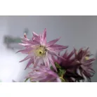 Clematis alpina RPC2