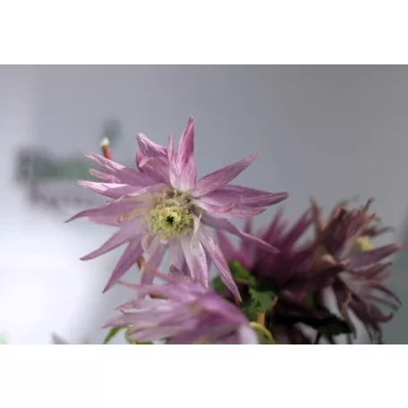 Clematis alpina RPC2