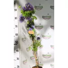 Clematis alpina RPC2