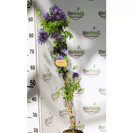 Clematis alpina RPC2