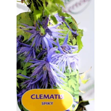 Clematis alpina RPC2