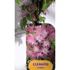 Clematis alpina RPC2