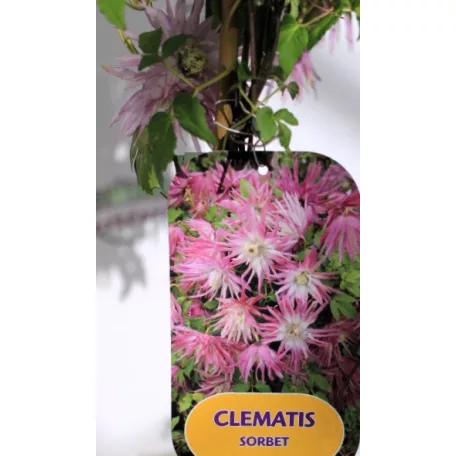 Clematis alpina RPC2