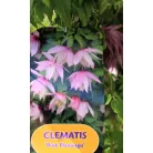 Clematis alpina RPC2