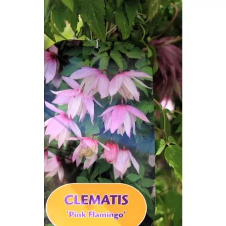 Clematis alpina RPC2