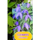 Clematis alpina RPC2