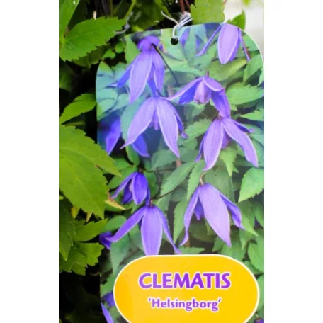 Clematis alpina RPC2